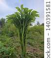 Tall green elephant foot yam plant growing naturally outdoors under blue sky 140391581