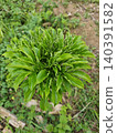 Vibrant Green elephant foot yam Plant with Lush Foliage Growing in Natural Environment 140391582