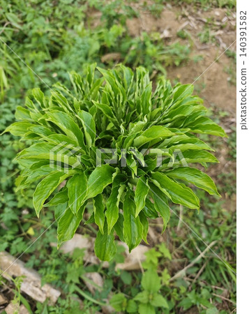 Vibrant Green elephant foot yam Plant with Lush Foliage Growing in Natural Environment 140391582