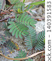 Sensitive plant leaves growing close to the ground texture 140391583