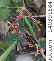 Close up of thorny Mimosa pudica plant stem and folding leaves 140391584