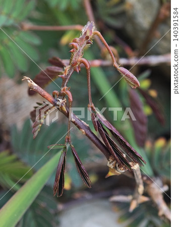 Close up of thorny Mimosa pudica plant stem and folding leaves 140391584