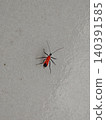 Small bright red assassin bug walking on textured light gray surface 140391585