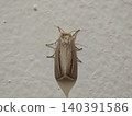 Brown Moth Resting Peacefully on a Textured Light-Colored Wall 140391586
