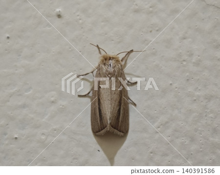 Brown Moth Resting Peacefully on a Textured Light-Colored Wall 140391586