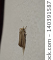 Brown Moth Close-up Resting on a Textured Light Wall 140391587
