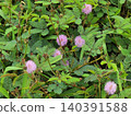 Vibrant Pink Wildflowers Blooming Among Lush Green Foliage Outdoors 140391588