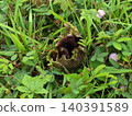 Giant exotic flower blooming among tropical green jungle foliage plants 140391589
