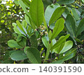 Fresh Green Leaves and Small Flowers of a Cannonball Mangrove Tree 140391590