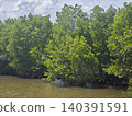 Dense mangrove forest with vibrant green leaves 140391591