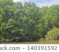 Lush green mangrove trees thrive in water 140391592