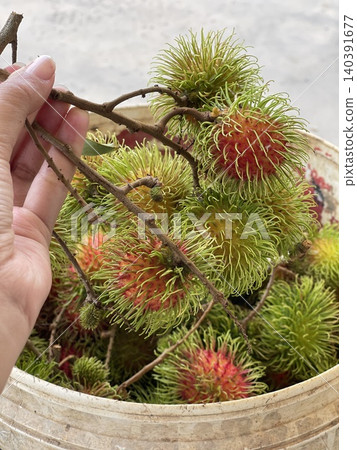 Hand holding freshly harvested rambutan above a bucket Hand holding freshly harvested rambutan above a bucket 140391677