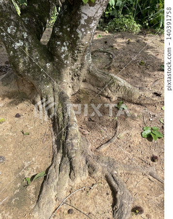 Rambutan tree roots with fallen fruits Rambutan tree roots with fallen fruits 140391758