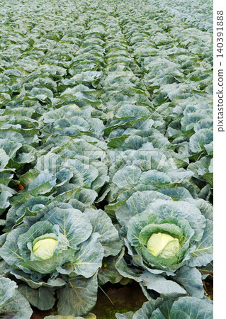 Cabbage growing in the field Cabbage growing in the field 140391888