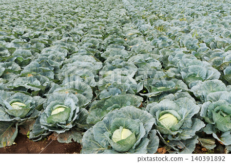 Cabbage growing in the field Cabbage growing in the field 140391892