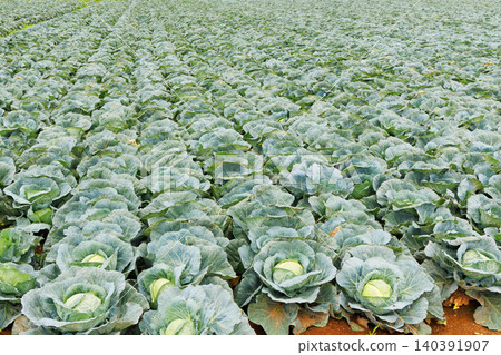 Cabbage growing in the field Cabbage growing in the field 140391907
