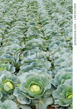 Cabbage growing in the field Cabbage growing in the field 140391909
