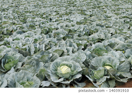 Cabbage growing in the field Cabbage growing in the field 140391910