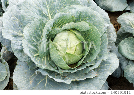 Cabbage growing in the field Cabbage growing in the field 140391911
