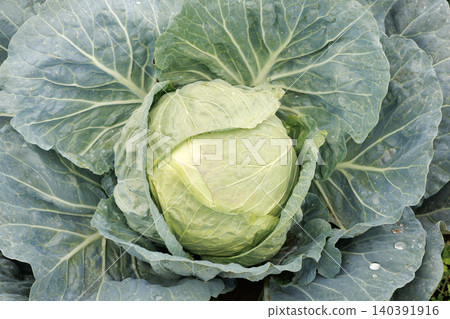 Cabbage growing in the field Cabbage growing in the field 140391916