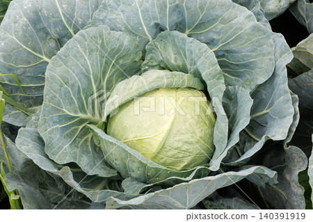 Cabbage growing in the field Cabbage growing in the field 140391919