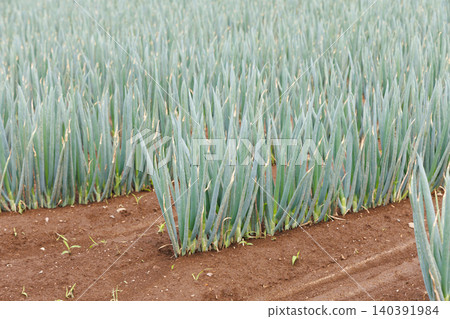 Green onions growing in the field Green onions growing in the field 140391984