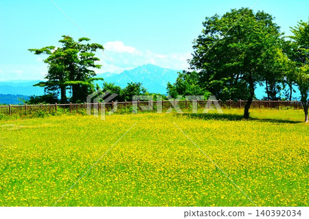 Summer scenery of the Ojiya Yamamoto Plateau, with its fresh green leaves and blooming false dandelions. 140392034