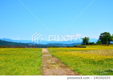 Summer scenery of the Ojiya Yamamoto Plateau, with its fresh green leaves and blooming false dandelions. 140392035