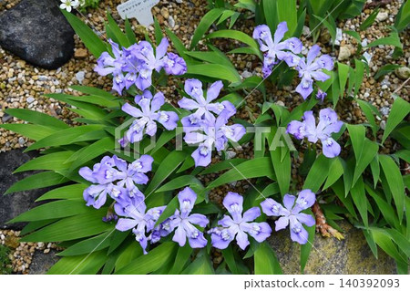 小鳶尾(Iris crisitata,又稱為「小鳶尾」)是原產於北美的鳶尾花的可愛迷你版。 小鳶尾(Iris crisitata,又稱為「小鳶尾」)是原產於北美的鳶尾花的可愛迷你版。 140392093
