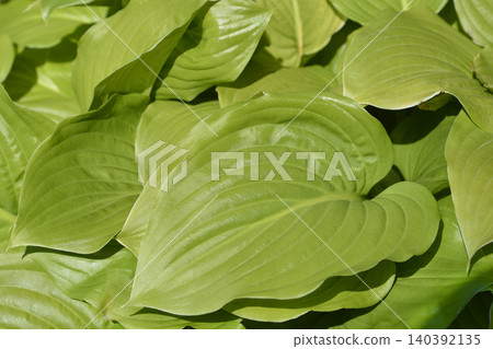 Lush light green hosta leaves in a garden Lush light green hosta leaves in a garden 140392135