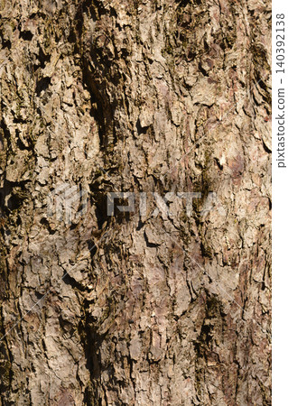 Handkerchief tree 140392138