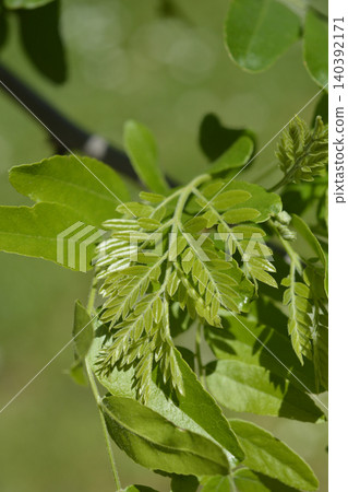 Young green pinnate leaves of a honey locust tree Young green pinnate leaves of a honey locust tree 140392171