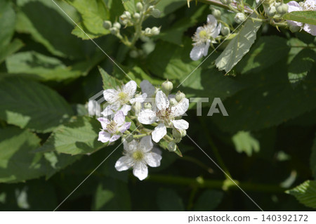 Wild blackberry flowers in full bloom on a thorny branch Wild blackberry flowers in full bloom on a thorny branch 140392172