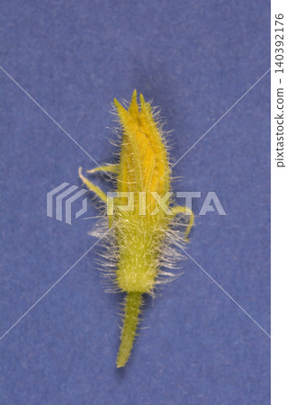 Single hairy cucumber flower bud on a blue background Single hairy cucumber flower bud on a blue background 140392176