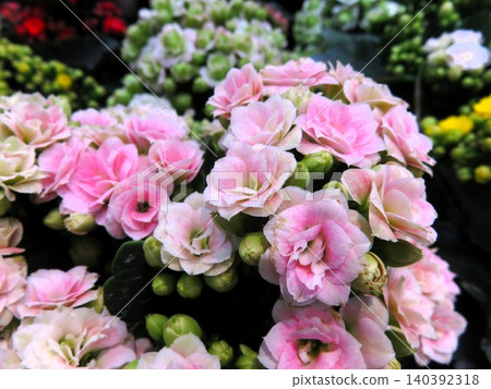 Kalanchoe Kalanchoe 140392318