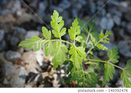 Young leaves sprout from the ground, bathed in sunlight 140392476
