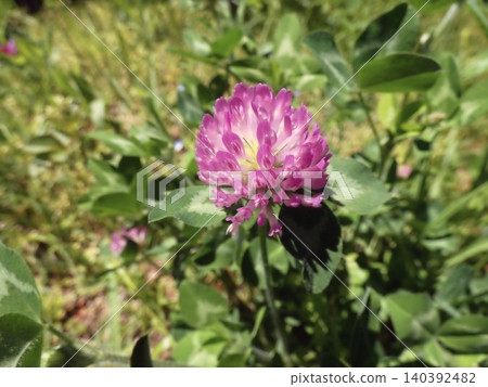 Red clover flowers blooming in a spring field. Red clover flowers blooming in a spring field. 140392482