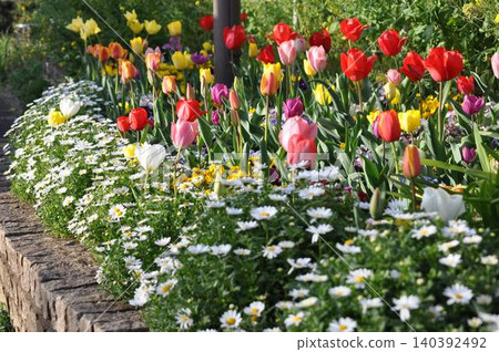 有開花的鬱金香的花壇 有開花的鬱金香的花壇 140392492