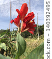 紅色花在熱帶國家 140392495