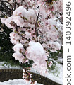 皚皚白雪覆蓋在盛開的櫻花樹上。 140392496
