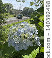 繡球花和一輛車 140392498