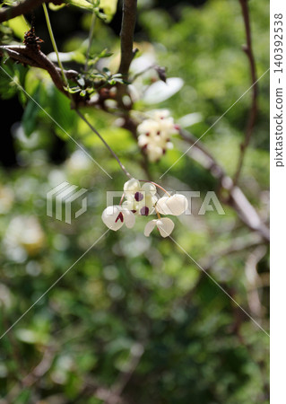 阿克比花 阿克比花 140392538