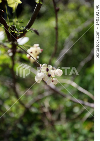 阿克比花 阿克比花 140392540