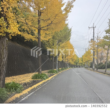 道路兩旁種滿了銀杏樹。 140392552