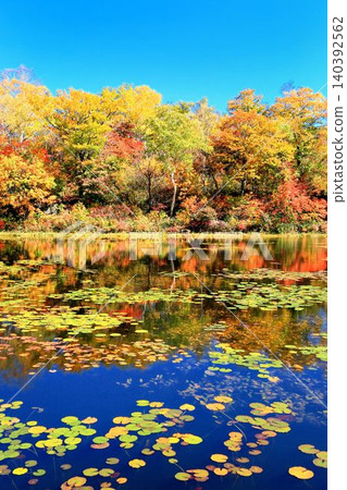 Autumn leaves of lotus pond Autumn leaves of lotus pond 140392562