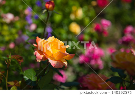 A rose garden of various colors A rose garden of various colors 140392575