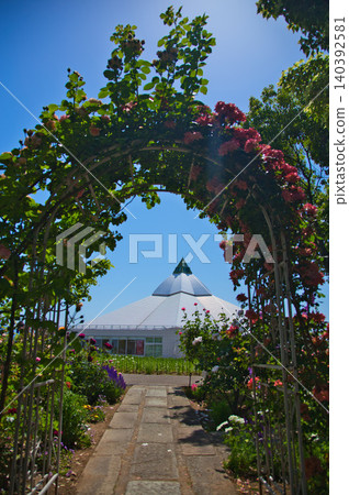 A rose garden of various colors A rose garden of various colors 140392581