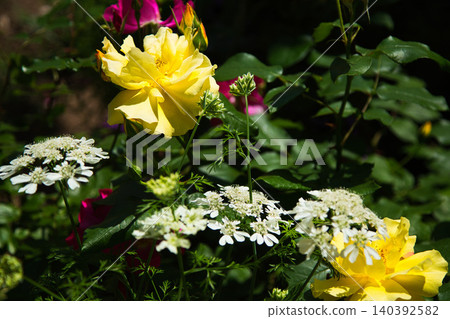 A rose garden of various colors A rose garden of various colors 140392582
