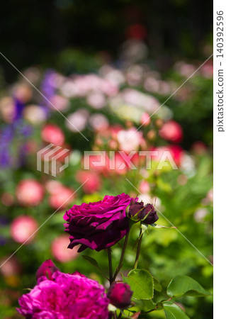 A rose garden of various colors A rose garden of various colors 140392596