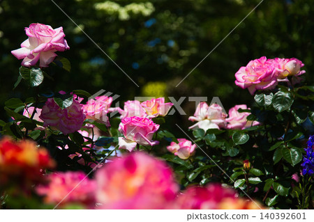 A rose garden of various colors 140392601